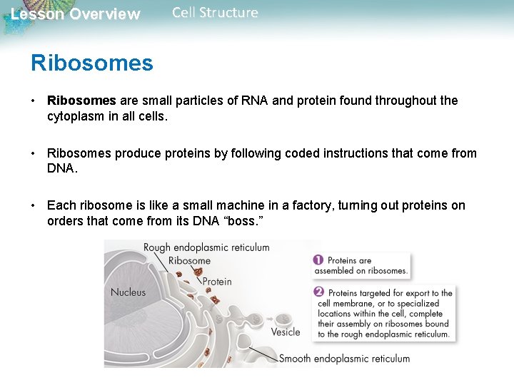 Lesson Overview Cell Structure Ribosomes • Ribosomes are small particles of RNA and protein