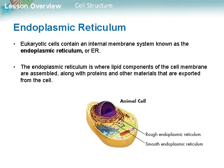 Lesson Overview Cell Structure Endoplasmic Reticulum • Eukaryotic cells contain an internal membrane system