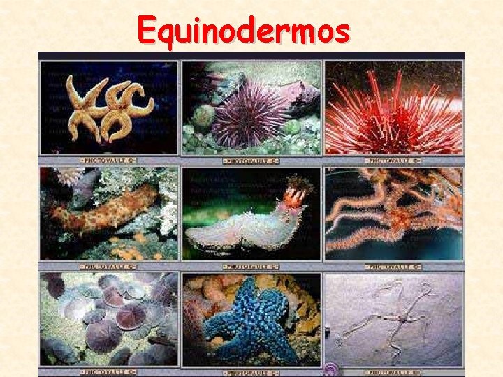Equinodermos 