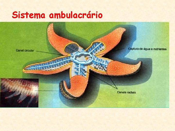 Sistema ambulacrário 