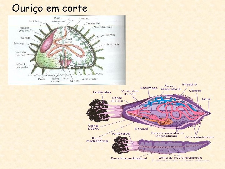 Ouriço em corte 