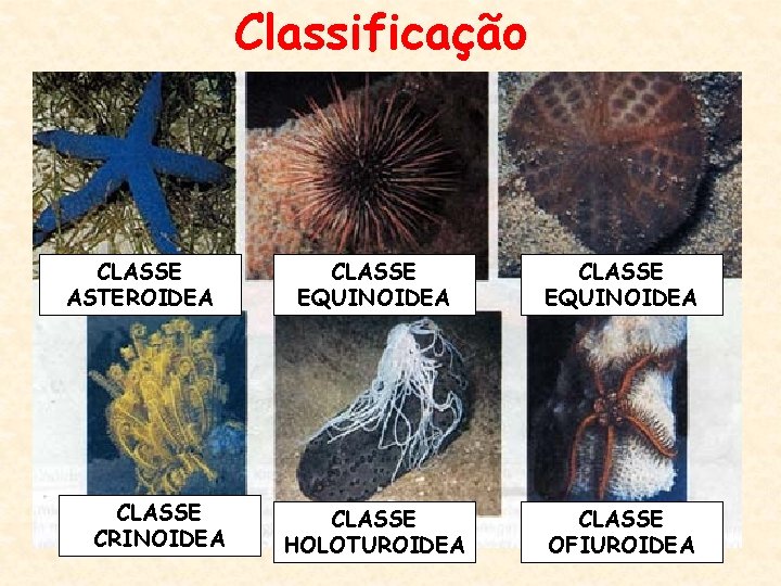 Classificação CLASSE ASTEROIDEA CLASSE CRINOIDEA CLASSE EQUINOIDEA CLASSE HOLOTUROIDEA CLASSE OFIUROIDEA 