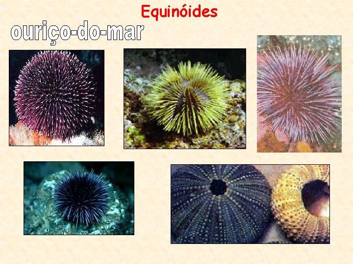 Equinóides 