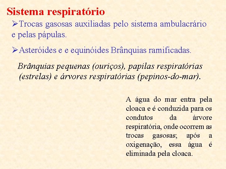 Sistema respiratório ØTrocas gasosas auxiliadas pelo sistema ambulacrário e pelas pápulas. ØAsteróides e e