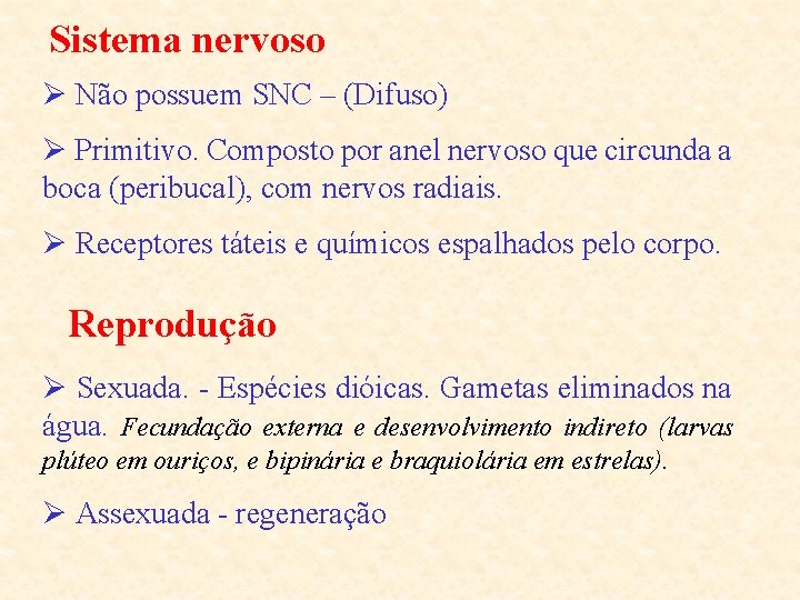 Sistema nervoso Ø Não possuem SNC – (Difuso) Ø Primitivo. Composto por anel nervoso