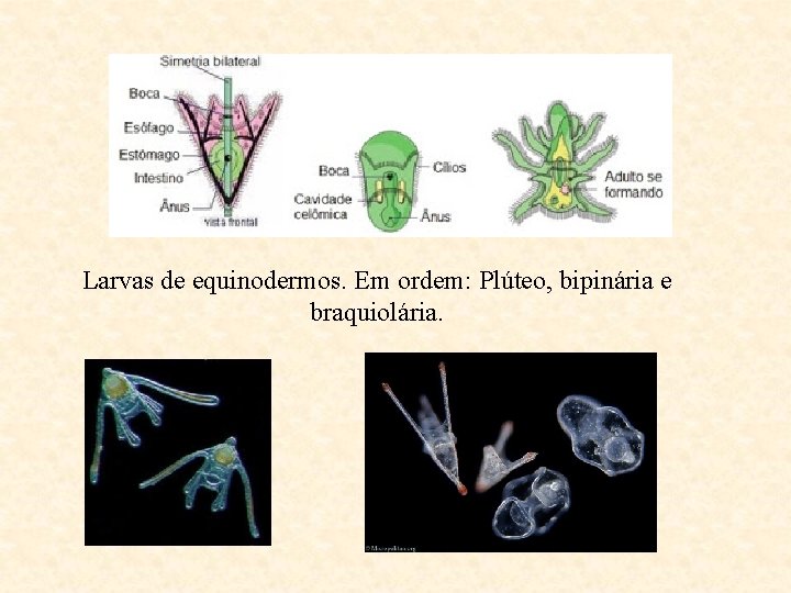 Larvas de equinodermos. Em ordem: Plúteo, bipinária e braquiolária. 