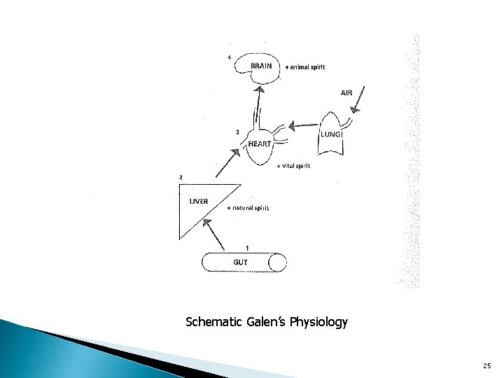 Schematic Galen’s Physiology 25 