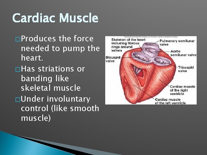 Cardiac Muscle � Produces the force needed to pump the heart. � Has striations