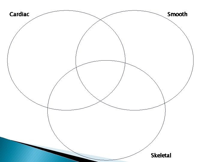 Cardiac Smooth Skeletal 