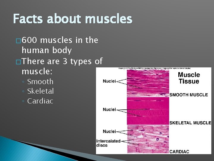 Facts about muscles � 600 muscles in the human body � There are 3