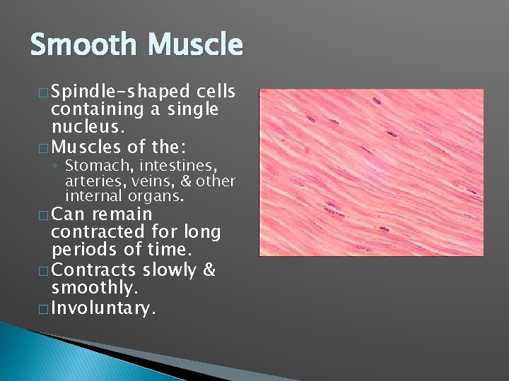 Smooth Muscle � Spindle-shaped cells containing a single nucleus. � Muscles of the: ◦