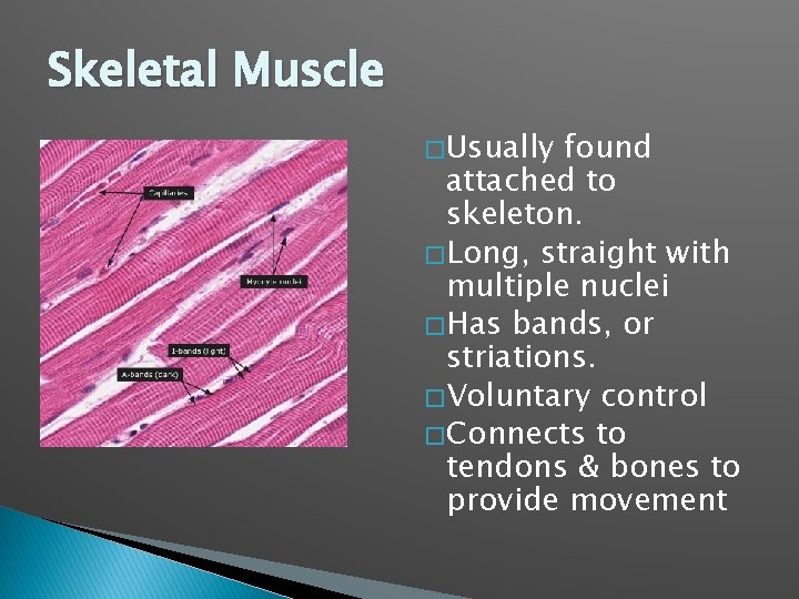 Skeletal Muscle � Usually found attached to skeleton. � Long, straight with multiple nuclei