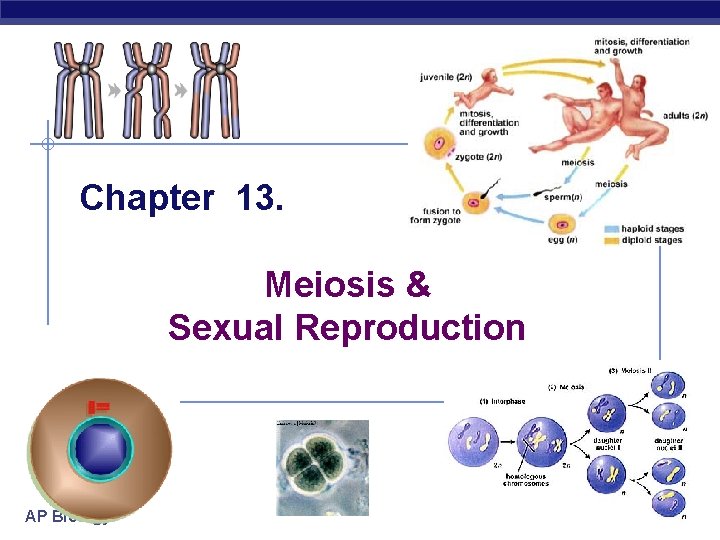 Chapter 13. Meiosis & Sexual Reproduction AP Biology 2005 -2006 