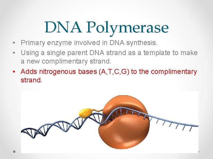 DNA Polymerase • Primary enzyme involved in DNA synthesis. • Using a single parent
