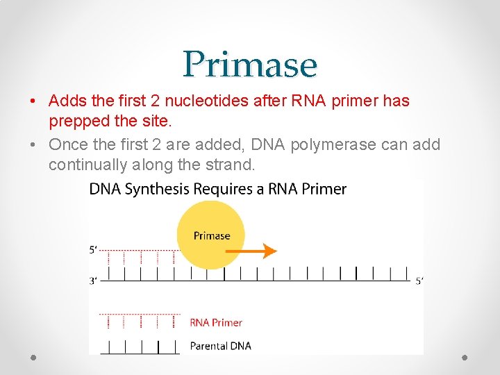 Primase • Adds the first 2 nucleotides after RNA primer has prepped the site.
