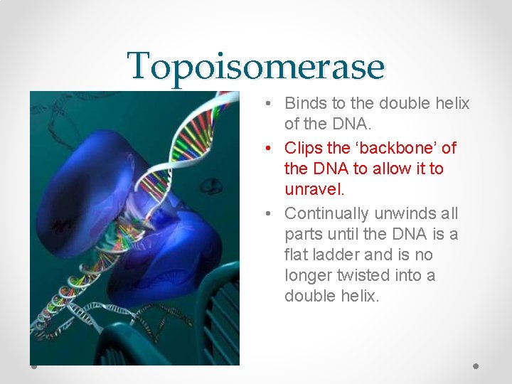 Topoisomerase • Binds to the double helix of the DNA. • Clips the ‘backbone’