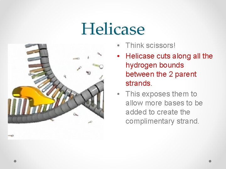 Helicase • Think scissors! • Helicase cuts along all the hydrogen bounds between the