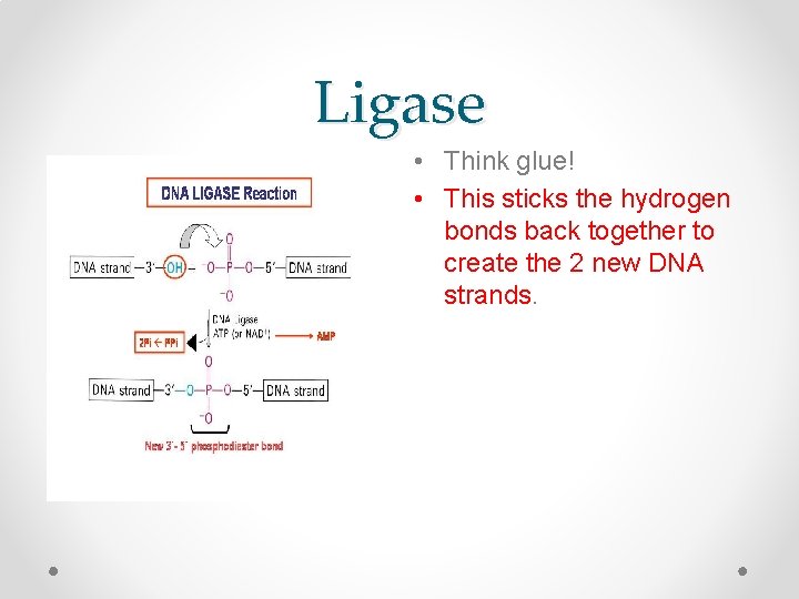 Ligase • Think glue! • This sticks the hydrogen bonds back together to create