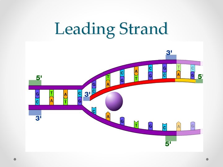 Leading Strand 