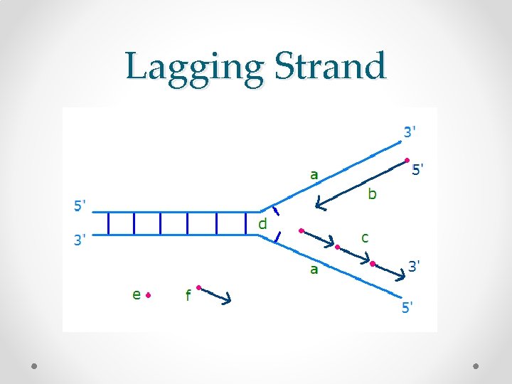 Lagging Strand 