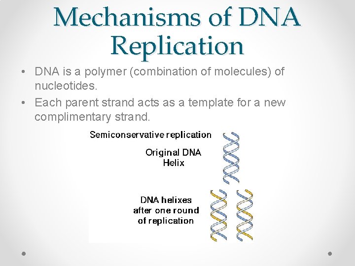 Mechanisms of DNA Replication • DNA is a polymer (combination of molecules) of nucleotides.