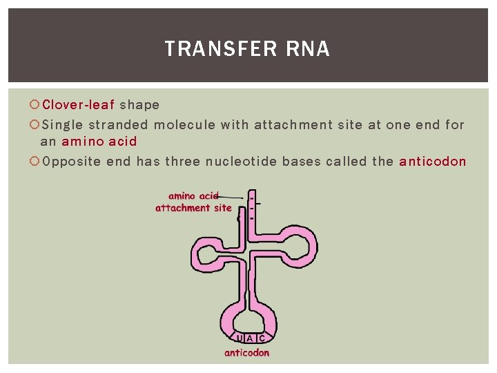 TRANSFER RNA Clover-leaf shape Single stranded molecule with attachment site at one end for