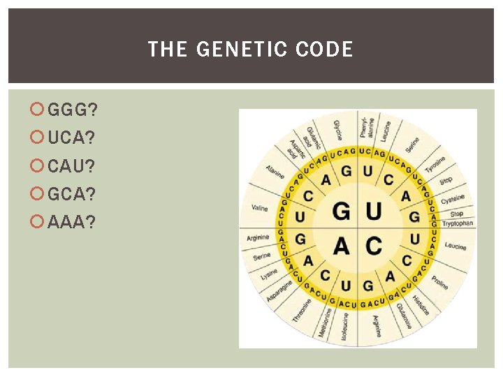 THE GENETIC CODE GGG? UCA? CAU? GCA? AAA? 
