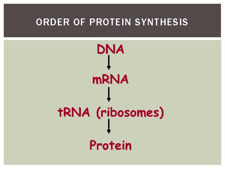 ORDER OF PROTEIN SYNTHESIS 