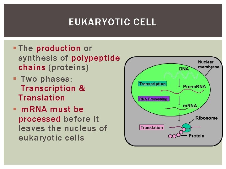 EUKARYOTIC CELL § The production or synthesis of polypeptide chains (proteins) § Two phases: