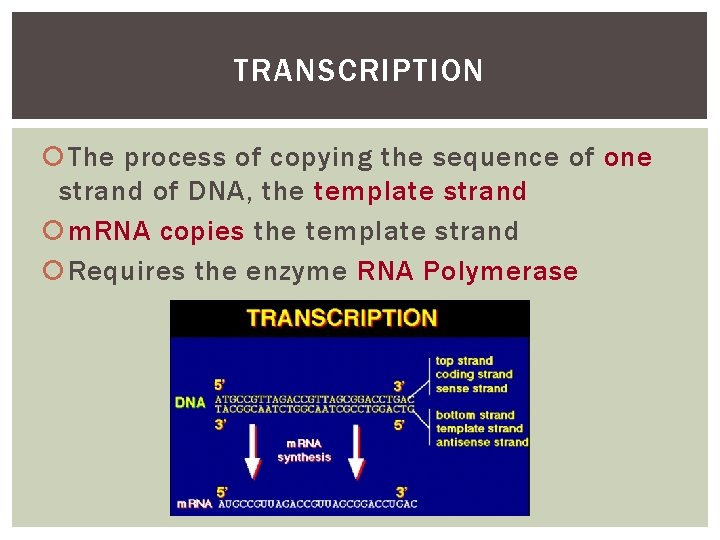 TRANSCRIPTION The process of copying the sequence of one strand of DNA, the template