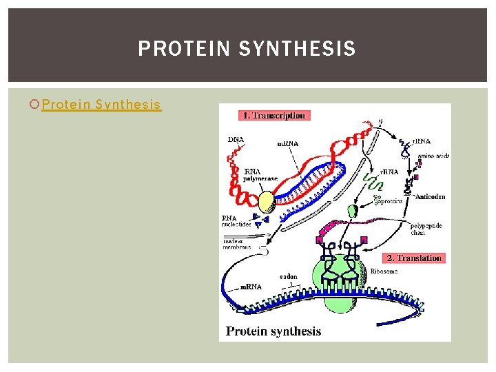 PROTEIN SYNTHESIS Protein Synthesis 
