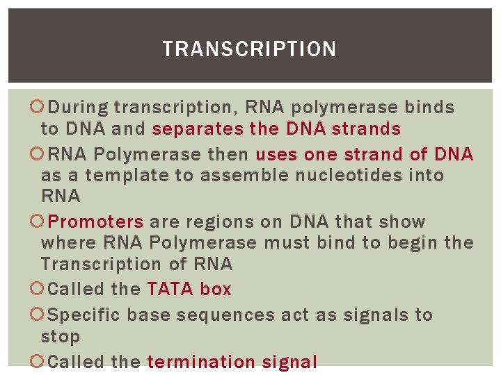 TRANSCRIPTION During transcription, RNA polymerase binds to DNA and separates the DNA strands RNA