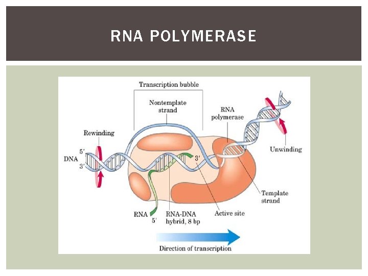 RNA POLYMERASE 