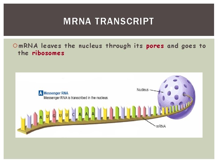 MRNA TRANSCRIPT m. RNA leaves the nucleus through its pores and goes to the