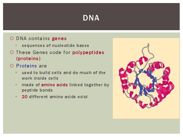 DNA contains genes § sequences of nucleotide bases These Genes code for polypeptides (proteins)