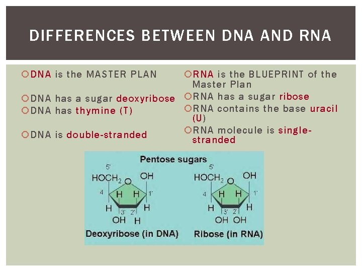DIFFERENCES BETWEEN DNA AND RNA DNA is the MASTER PLAN RNA is the BLUEPRINT