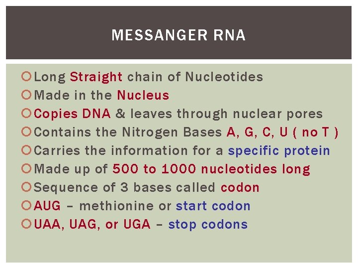 MESSANGER RNA Long Straight chain of Nucleotides Made in the Nucleus Copies DNA &