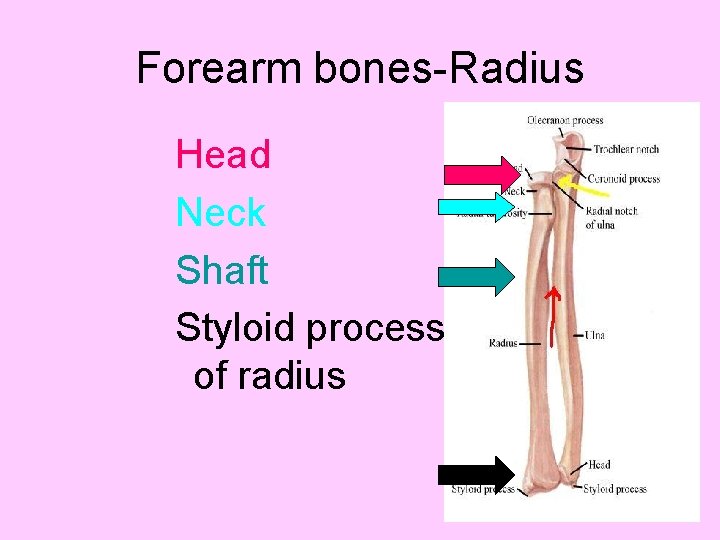 Forearm bones-Radius Head Neck Shaft Styloid process of radius 