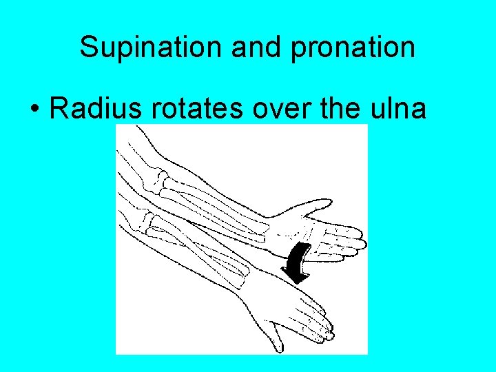 Supination and pronation • Radius rotates over the ulna 