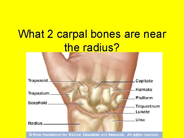 What 2 carpal bones are near the radius? 