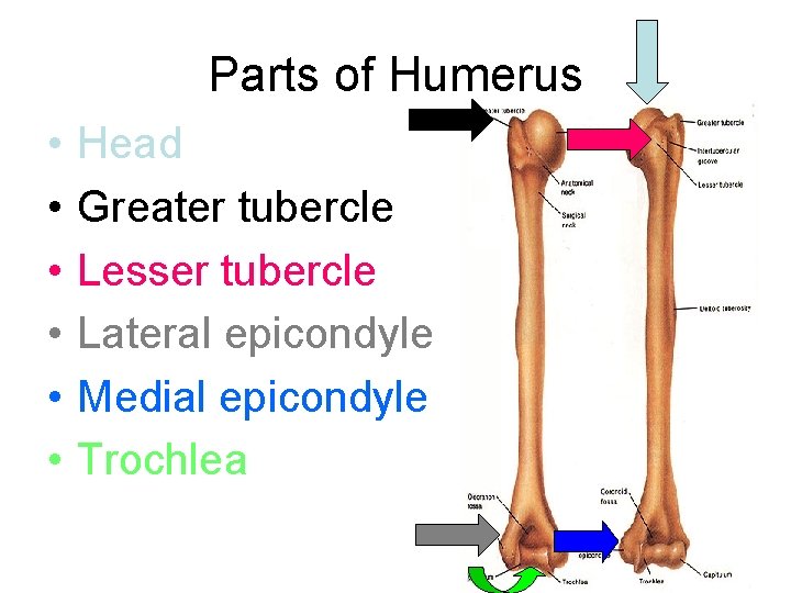 Parts of Humerus • • • Head Greater tubercle Lesser tubercle Lateral epicondyle Medial