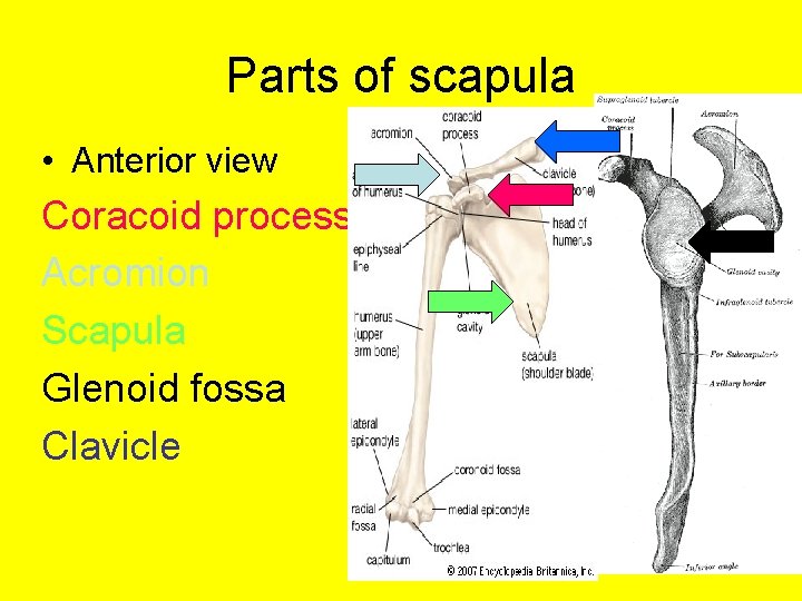 Parts of scapula • Anterior view Coracoid process Acromion Scapula Glenoid fossa Clavicle 