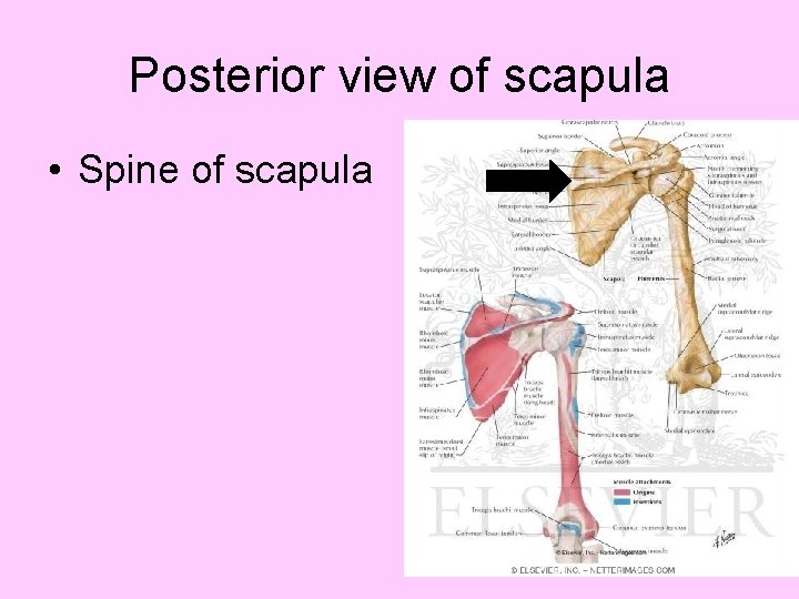 Posterior view of scapula • Spine of scapula 