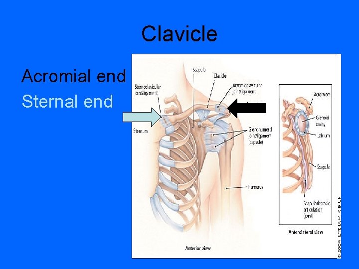 Clavicle Acromial end Sternal end 