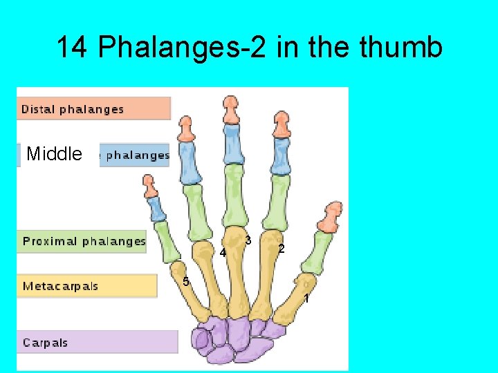 14 Phalanges-2 in the thumb Middle 4 3 2 5 1 