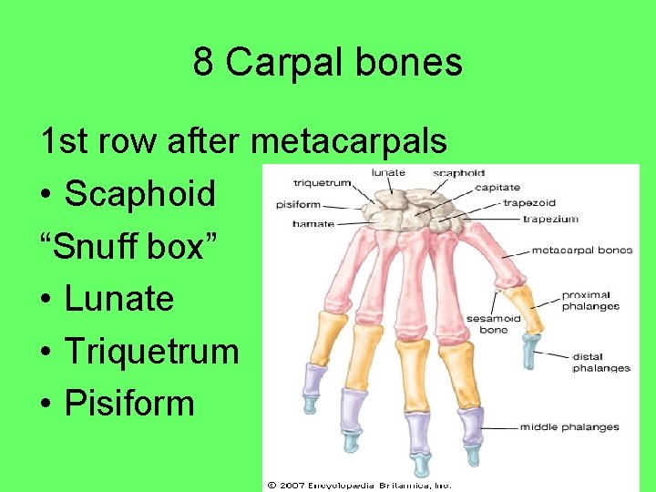 8 Carpal bones 1 st row after metacarpals • Scaphoid “Snuff box” • Lunate