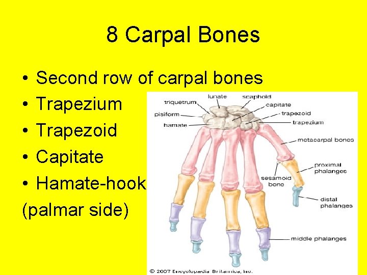 8 Carpal Bones • Second row of carpal bones • Trapezium • Trapezoid •
