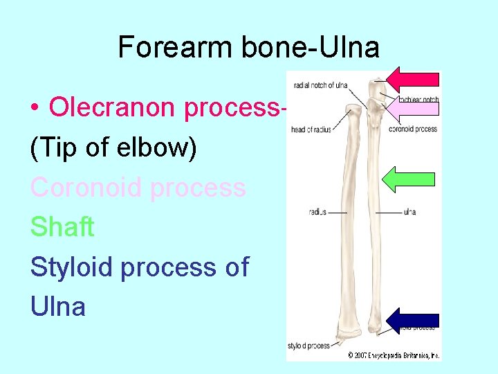 Forearm bone-Ulna • Olecranon process(Tip of elbow) Coronoid process Shaft Styloid process of Ulna