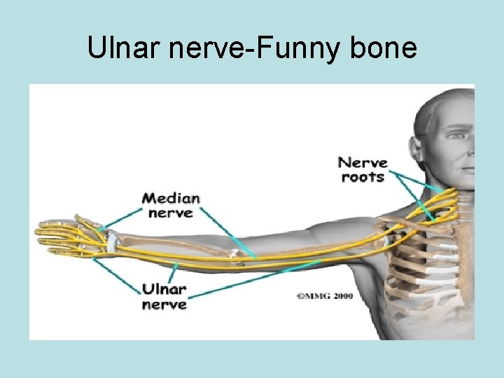 Ulnar nerve-Funny bone 