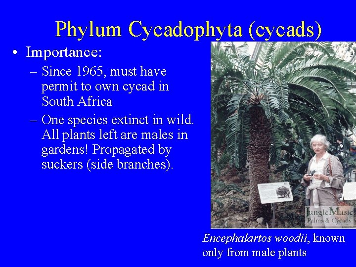 Phylum Cycadophyta (cycads) • Importance: – Since 1965, must have permit to own cycad